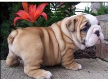 Puppies for sale english bulldog - Cyprus, Nicosia