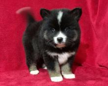 Puppies for sale mixed breed, pomsky - Latvia, Riga