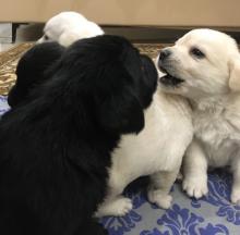 Puppies for sale labrador - Slovakia, Dobrzhish