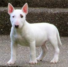 Продам щенка bull terrier - Latvia, Dobele