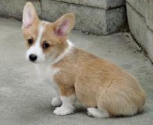 Puppies for sale other breed, pembroke welsh corgi - Cyprus, Nicosia