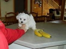 Puppies for sale maltese - United Kingdom, Grimsby