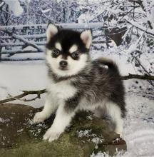 Puppies for sale other breed, pomsky - Cyprus, Nicosia