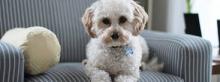 Puppies for sale , cavapoo - Luxembourg, Luxembourg
