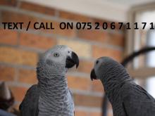 Puppies for sale africanis, african gray parrots - United Kingdom, Kent. Price 12 €