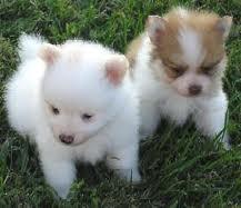 Puppies for sale pomeranian spitz - United Kingdom, Grimsby