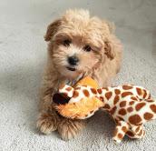 Puppies for sale , maltipoo - Malta, Valletta