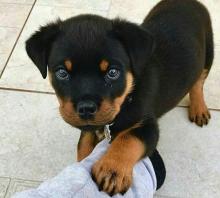 Puppies for sale rottweiler - Belgium, Brussels