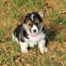 Puppies for sale , welsh, corgi - Portugal, Gondomar