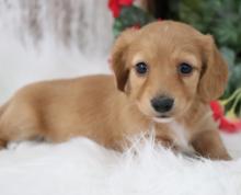 Puppies for sale dachshund - Cyprus, Nicosia