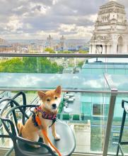 Puppies for sale , shiba inu - Czech Republic, Dobrzhish