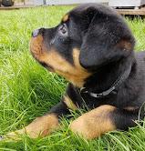 Puppies for sale rottweiler - Romania, Constanta