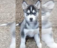 Puppies for sale , siberian husky - Finland, Lapperanta