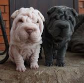 Puppies for sale shar pei - Poland, Bedzin