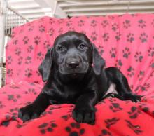 Puppies for sale labrador - Denmark, Aalborg