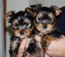 Puppies for sale yorkshire terrier - Portugal, Lisbon