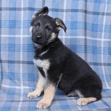 Puppies for sale german shepherd dog - Finland, Pori