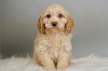 Puppies for sale other breed, adorable cockapoo puppies - Lithuania, Vilnius