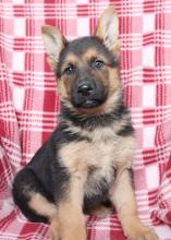 Puppies for sale german shepherd dog - United Kingdom, Edinburgh