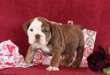 Puppies for sale english bulldog - Canada, Alberta