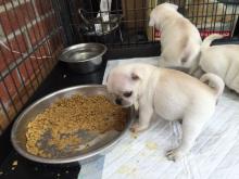 Puppies for sale pug - Belgium, Charleroi