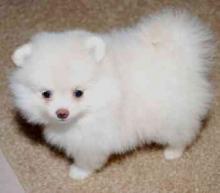 Puppies for sale pomeranian spitz - Belarus, Brest