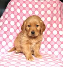 Puppies for sale golden retriever - Lithuania, Radviliskis