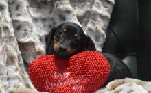 Puppies for sale dachshund - USA, Louisiana