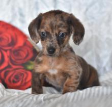 Puppies for sale dachshund - Sweden, Norcheping