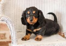 Puppies for sale dachshund - Finland, Lapperanta