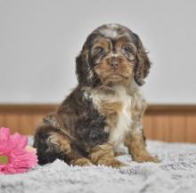 Puppies for sale cocker spaniel - Poland, Wyszkow