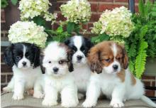 Puppies for sale king charles spaniel - Belgium, Brussels