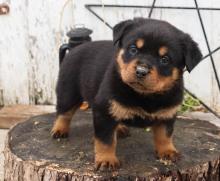 Puppies for sale rottweiler - United Kingdom, Ullapool