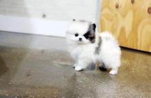 Puppies for sale pomeranian spitz - Belarus, Gomel