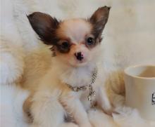 Puppies for sale papillon and phalene - Germany, Braunschweig