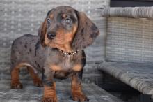 Puppies for sale dachshund - USA, Pennsylvania, Philadelphia