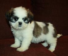 Puppies for sale shih tzu - Slovakia, Poprad