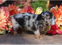 Puppies for sale dachshund - Germany, Augsburg