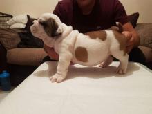 Puppies for sale english bulldog - United Kingdom, Belfast