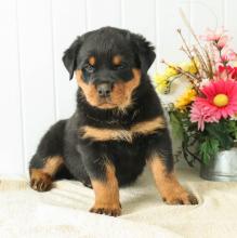 Puppies for sale rottweiler - Ukraine, Cherkasy