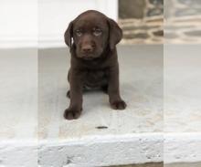 Puppies for sale labrador retriever - Finland, Lahti