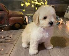 Puppies for sale mixed breed, maltipoo - Germany, Leipzig