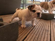 Puppies for sale english bulldog - United Kingdom, Esek