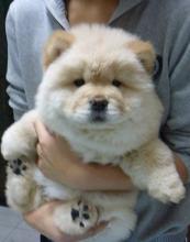 Puppies for sale chow chow - Austria, Vienna