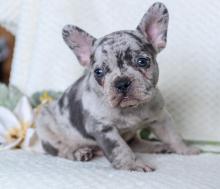 Puppies for sale french bulldog - Ukraine, Dnipropetrovsk