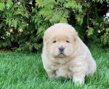 Puppies for sale chow chow - Germany, Chemnitz