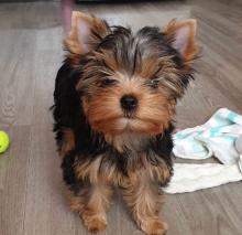 Puppies for sale yorkshire terrier - Russia, Archangel