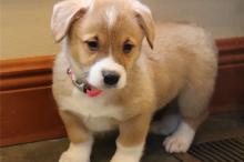 Puppies for sale other breed, pembroke welsh corgi puppies - Austria, Linz