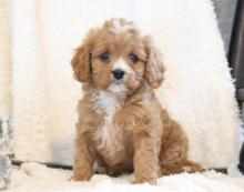 Puppies for sale other breed - Finland, Lahti