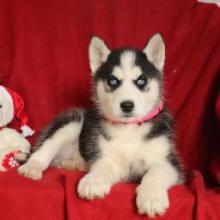 Puppies for sale , siberian husky - Canada, Ontario